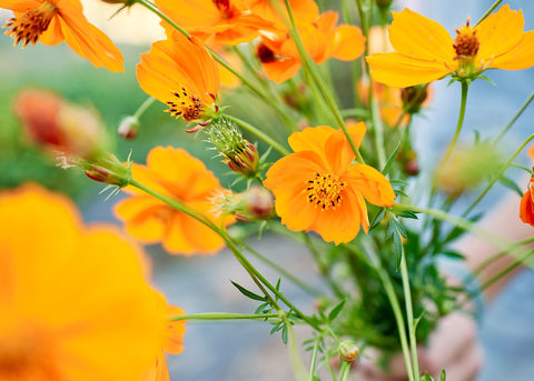 Cosmos_Brightr Lights Mix_Seeds_Bucktown Seed Company_02
