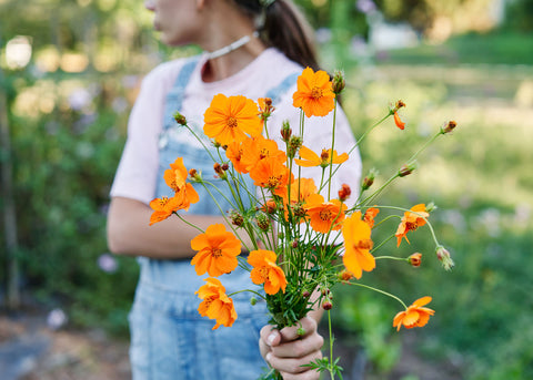 Cosmos_Brightr Lights Mix_Seeds_Bucktown Seed Company_03