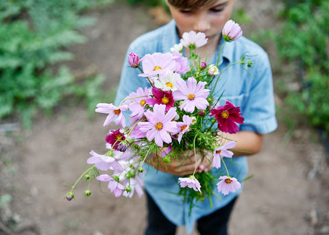 Cosmos_Sensation Mix_Seeds_Bucktown Seed Company_01