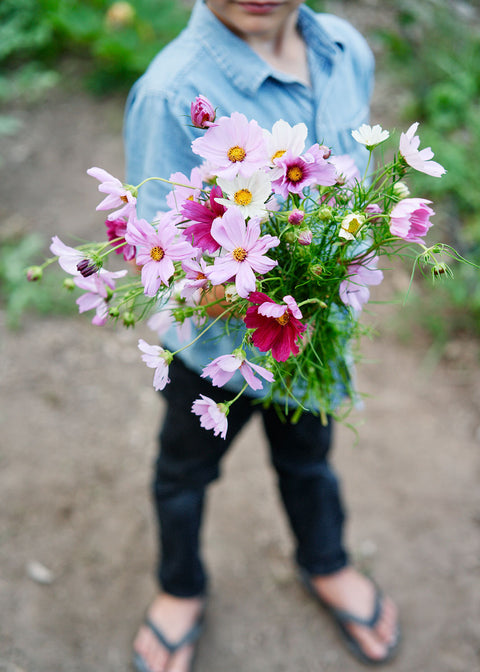 Cosmos_Sensation Mix_Seeds_Bucktown Seed Company_03