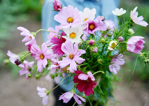 Cosmos_Sensation Mix_Seeds_Bucktown Seed Company_02