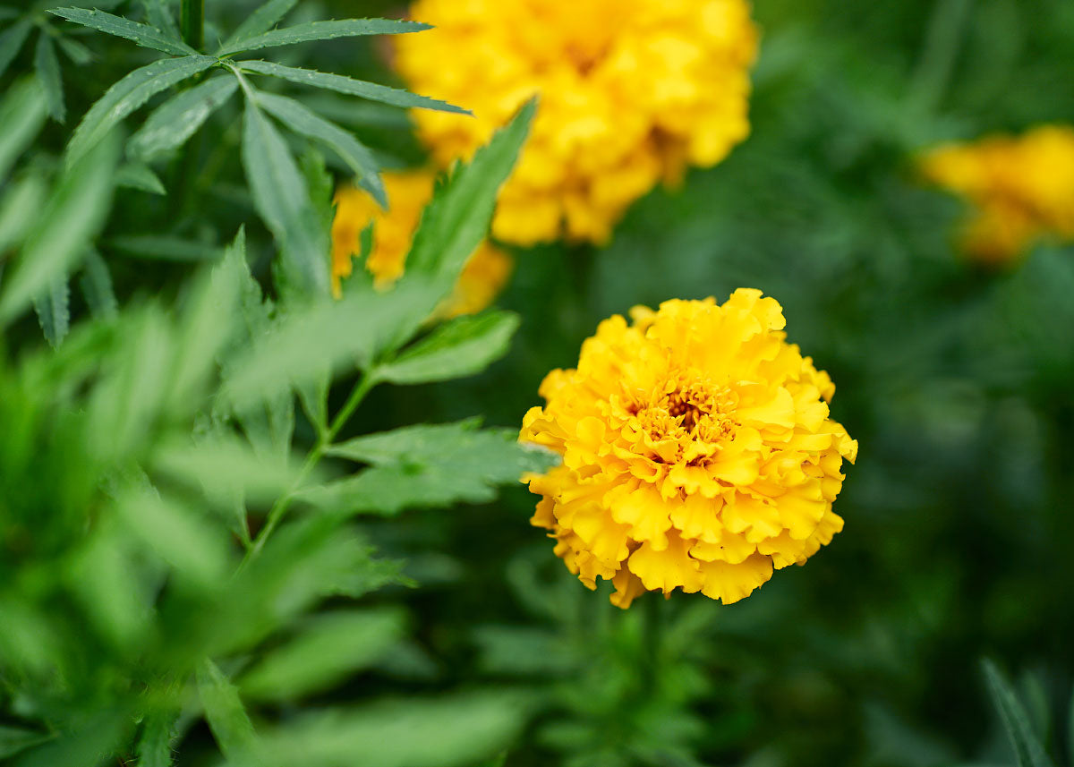 crackerjack marigold seeds Crackerjack
