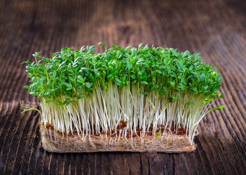 Peppergrass - Cress Seeds