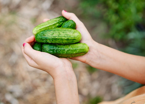 Heirloom Seeds_Cucumber National Pickling_Bucktown Seed Company-03