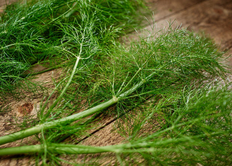 Heirloom Seeds_Fennel_Florence_Bucktown Seed Company-03