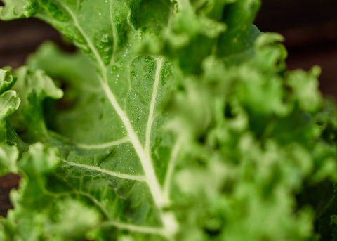 Heirloom Seeds_Blue Curled Scotch Kale Seeds_Bucktown Seed Company-04