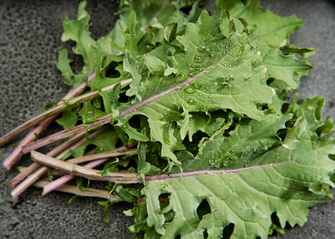 Heirloom Seeds_Kale Red Russian_Bucktown Seed Company-03