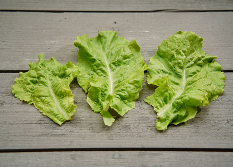Heirloom Seeds_Lettuce Black Seeded Simpson_Bucktown Seed Company-03