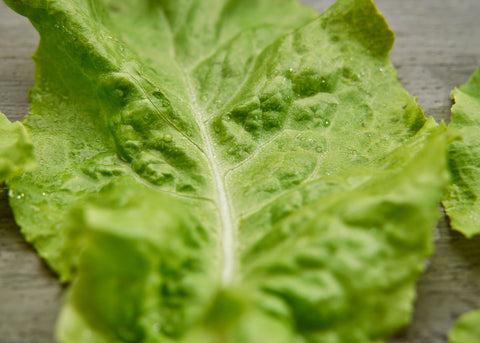 Heirloom Seeds_Lettuce Black Seeded Simpson_Bucktown Seed Company-01
