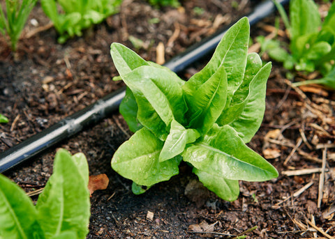 Heirloom Seeds_Lettuce Deer Tongue_Bucktown Seed Company-02