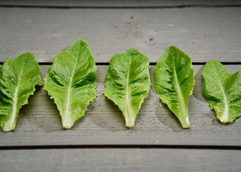 Heirloom Seeds_Lettuce Deer Tongue_Bucktown Seed Company-03