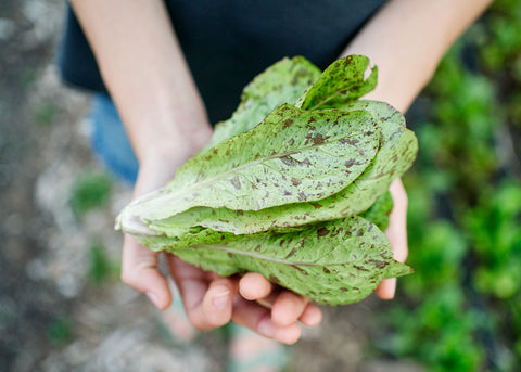 Heirloom Seeds_Lettuce Freckles_Bucktown Seed Company-04
