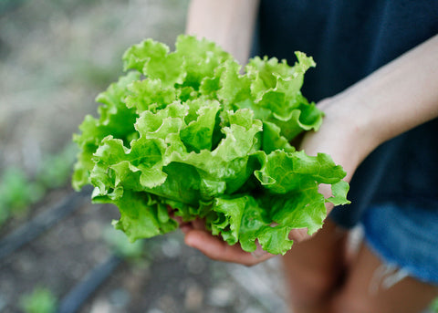 Heirloom Lettuce - Iceberg - Seed - Bucktown Seed Company_04