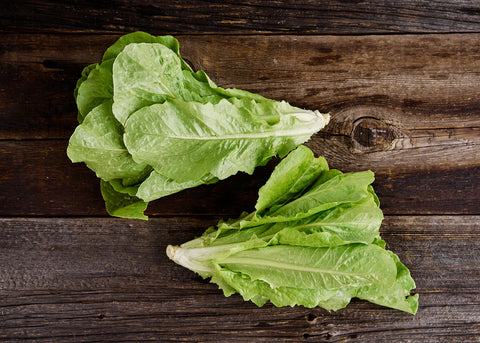 Heirloom Lettuce - Jericho - Seeds - Bucktown Seed Company_04