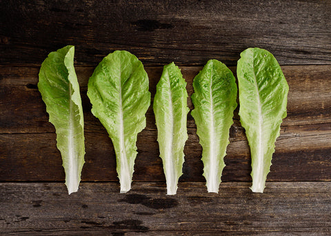 Heirloom Lettuce - Jericho - Seeds - Bucktown Seed Company_05