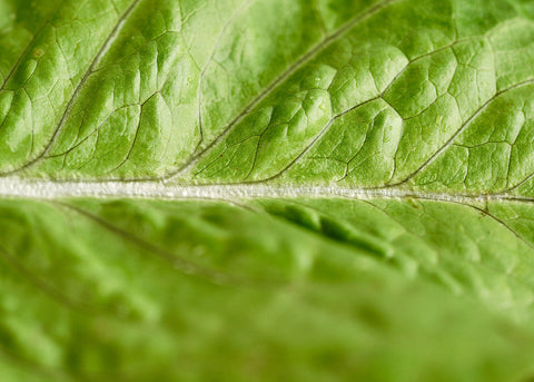 Heirloom Lettuce - Jericho - Seeds - Bucktown Seed Company_03
