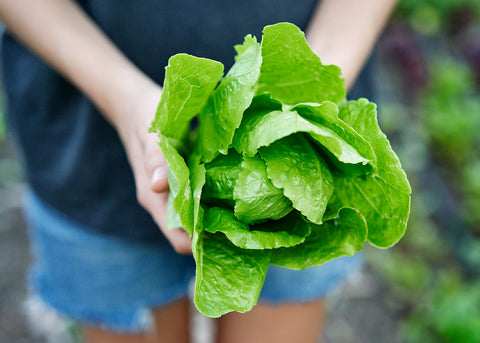 Heirloom Lettuce - Jericho - Seeds - Bucktown Seed Company_01