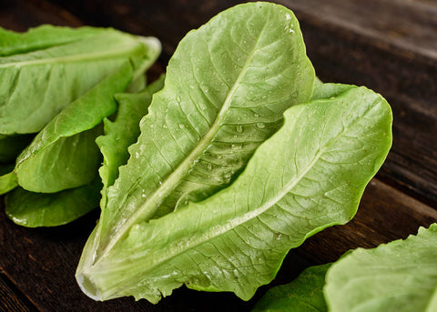 Heirloom Seeds_Lettuce Little Gem_Bucktown Seed Company-05