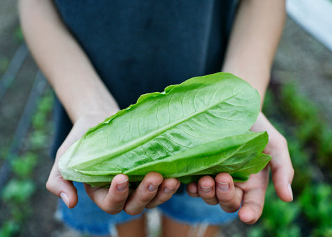 Heirloom Seeds_Lettuce Little Gem_Bucktown Seed Company-02