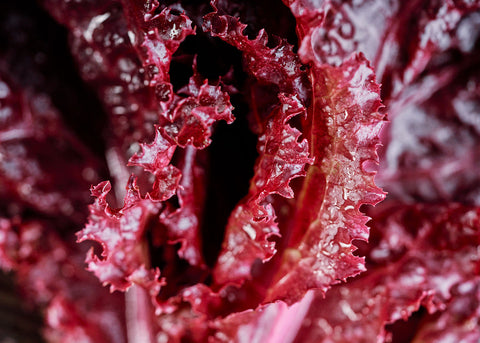 Heirloom Seeds_Lettuce_Lollo Rosa_Bucktown Seed Company-03
