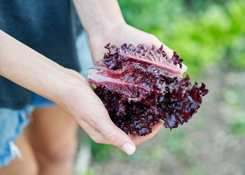 Heirloom Seeds_Lettuce_Lollo Rosa_Bucktown Seed Company-02