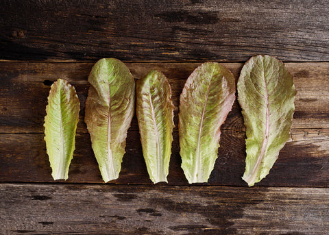 Heirloom Lettuce Seeds - Rouge De Hiver Lettuce - Bucktown Seed Company _02