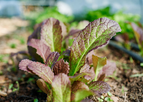 Red Giant - Organic Mustard Green Seeds