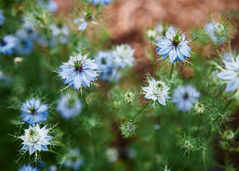 Flower Seeds_Nigella_Miss Jekyll_Bucktown Seed Company-01
