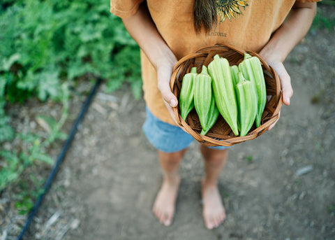 Heirloom Seeds_Star of David Okra Seed_Bucktown Seed Company-02