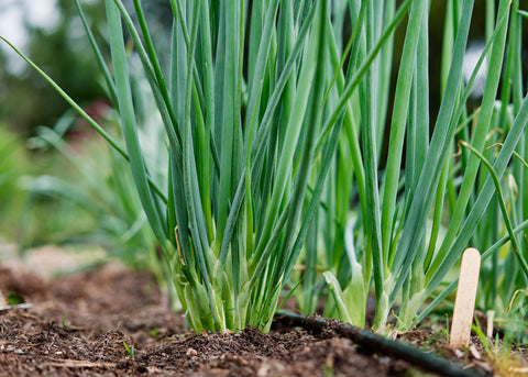 Heirloom Seeds_Onion Evergreen Bunching_Bucktown Seed Company-03