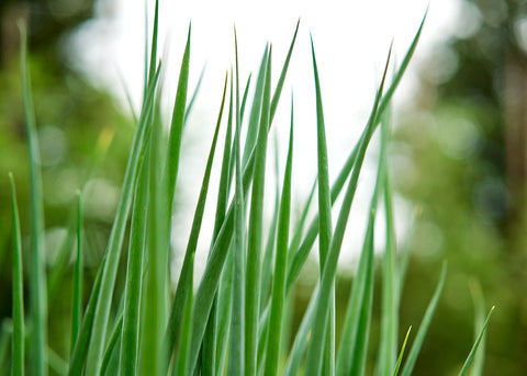 Heirloom Seeds_Onion Evergreen Bunching_Bucktown Seed Company-04
