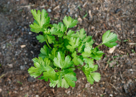 Heirloom Seeds_Parsley_Italian_Bucktown Seed Company_01