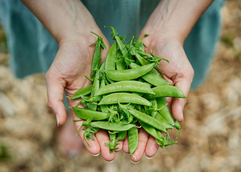 Heirloom Seeds_Peas Sugar Snap_Bucktown Seed Company-04