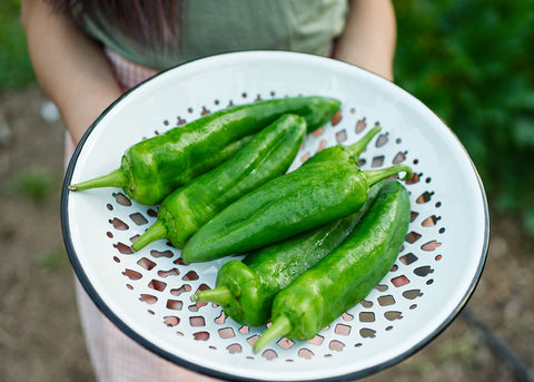 Heirloom Seeds - Anaheim Pepper - Bucktown Seed Company-02