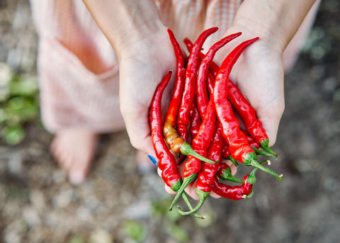 Heirloom Seeds_Pepper Cayenne Long Slim_Bucktown Seed Company-02