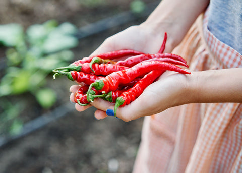 Heirloom Seeds_Pepper Cayenne Long Slim_Bucktown Seed Company-05