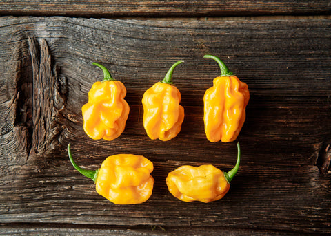 Heirloom Seeds_Pepper Habanero Orange_Bucktown Seed Company-01