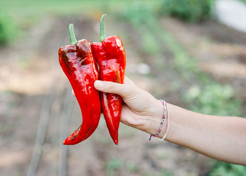 Heirloom Seeds_Pepper Marconi Red_Bucktown Seed Company-02