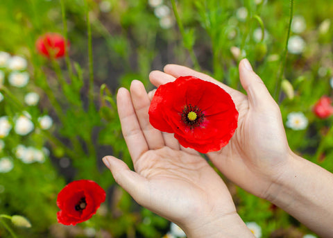Red Corn_Poppy_Flower Seeds_Bucktown Seed Company_01