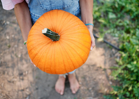 Pumpkin_Connecticut Field_Seeds_Bucktown Seed Company_04