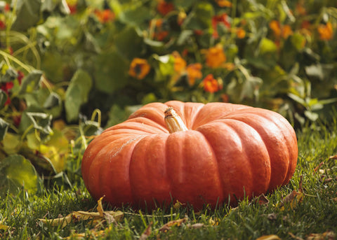 Heirloom Seeds_Pumpkin Rouge Vif D'Etampes - Bucktown Seed Company-01