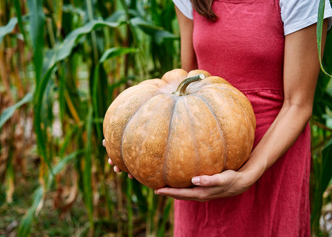 Heirloom Seeds - Pumpkin Musquee De Provence - Bucktown Seed Company-03
