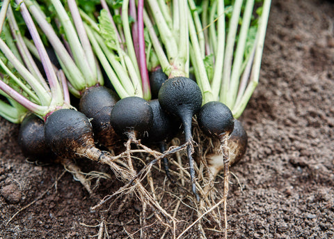 Heirloom Seeds_Radish Black Spanish_Bucktown Seed Company-03