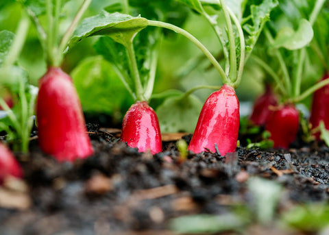Heirloom Seeds_Radish French Breakfast_Bucktown Seed Company-04