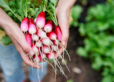 Heirloom Seeds_Radish French Breakfast_Bucktown Seed Company-01