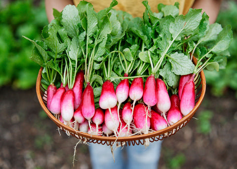 Heirloom Seeds_Radish French Breakfast_Bucktown Seed Company-02