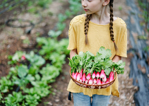 Heirloom Seeds_Radish French Breakfast_Bucktown Seed Company-03