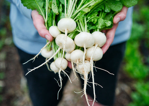 Philadelphia White Box - Radish Seeds