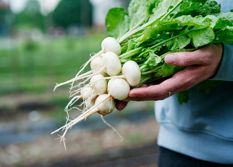 Philadelphia White Box - Radish Seeds