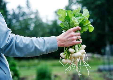 Philadelphia White Box - Radish Seeds